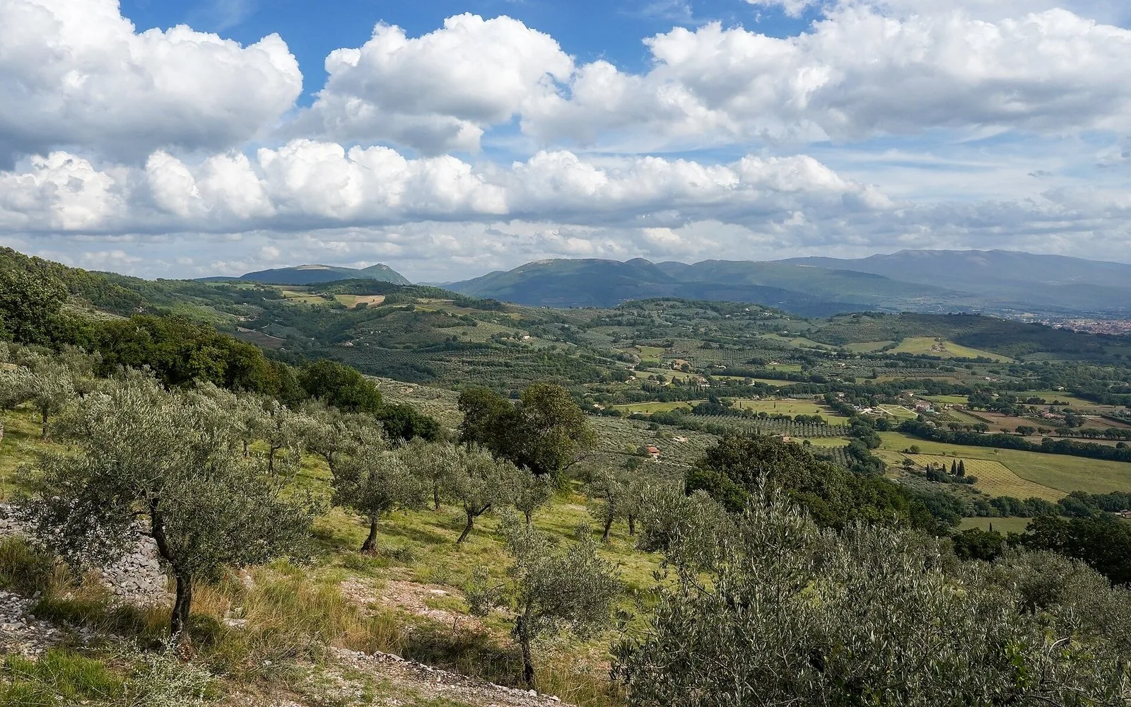 Gli uliveti terrazzati della fascia olivata, sopra la valle umbra